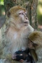 Barbary macaque, Macaca sylvanus, with young and baby